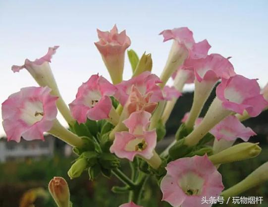 为什么烟成了军人的必需品