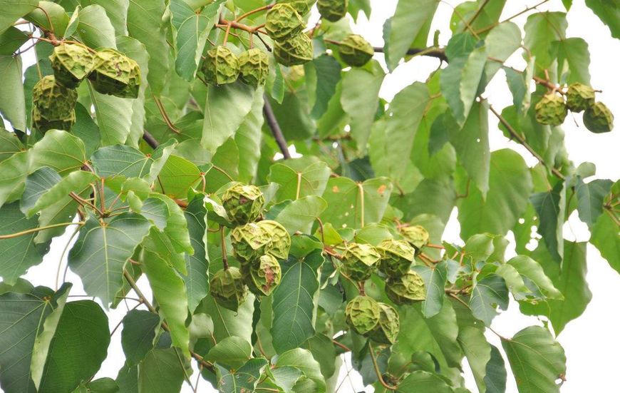 路边捡到的像是板栗一样的果子,路边捡的像栗子一样的果子