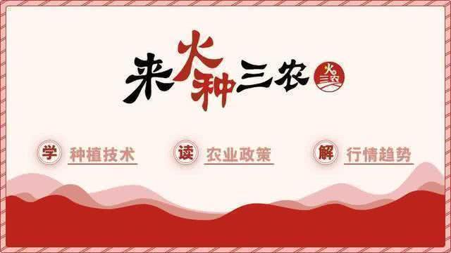 农业害虫臭屁虫,放屁虫怕什么怎么才能消灭它