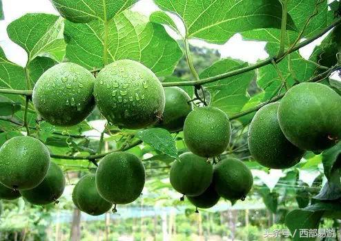 长沙特产送人一览表,上海特产必买清单一览表