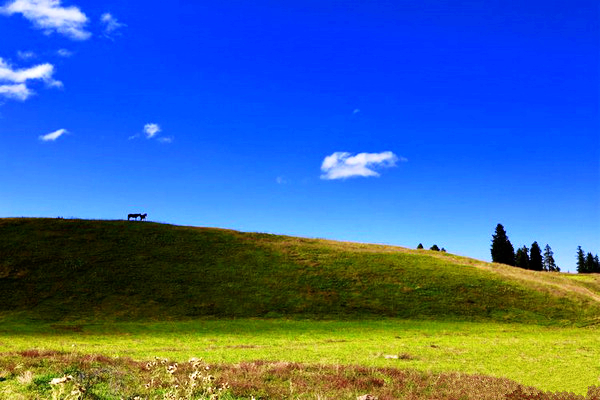 江布拉克的美景描述,风吹麦浪风景视频