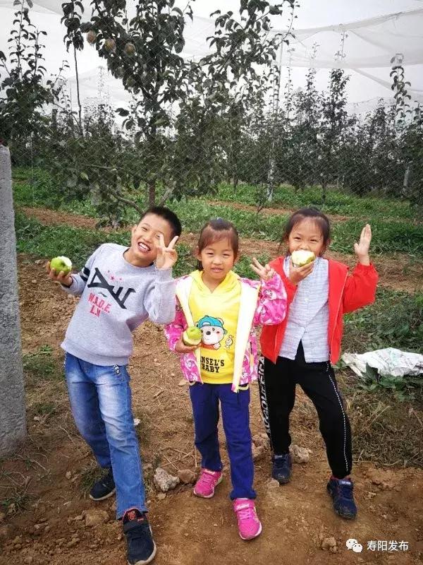 寿阳县富家沟梨儿熟了！又见梨果满枝头