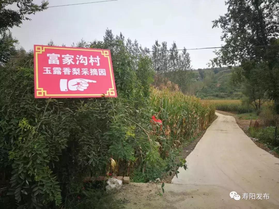 寿阳县富家沟梨儿熟了!又见梨果满枝头