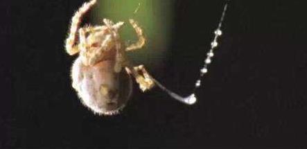 盘点世界上几种奇特的蜘蛛,蜘蛛为什么能把网织得这么好看