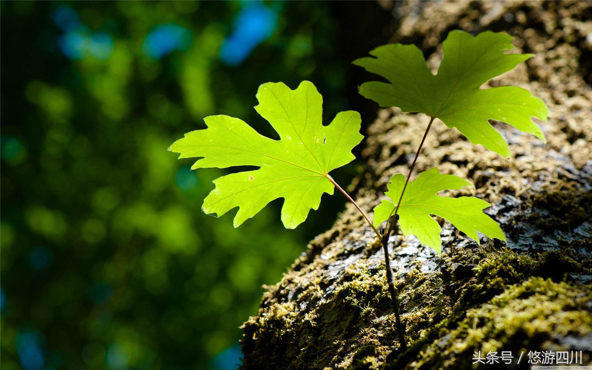 心里有阳光才能看见美好的一面,心里有阳光就能看到世界的美好