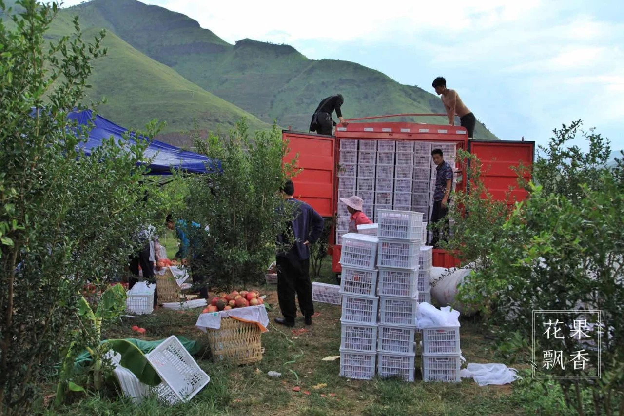 热门产业伤心事：软籽石榴的价格居然会低到2.5元一斤
