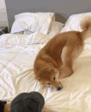 爆笑!收到2米多高代购清单的男子代购回来啦!「蜀黍周趣闻‖NO.43」