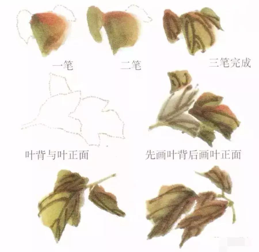 国画牡丹叶子怎样布局,国画牡丹叶子的布局
