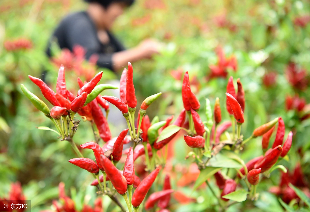 今年辣椒价格行情专家分析,辣椒价格最新行情12月9号朝天椒