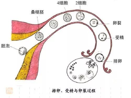 备孕指南不孕不育,备孕指南备孕有哪些注意事项呢