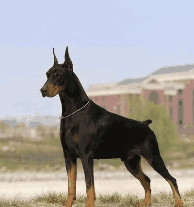 美系杜宾什么样,德系和美系杜宾3个月怎么区分