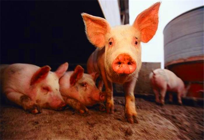 “非洲猪瘟”已蔓延至七省,养殖户小心提防,普通人又将如何?