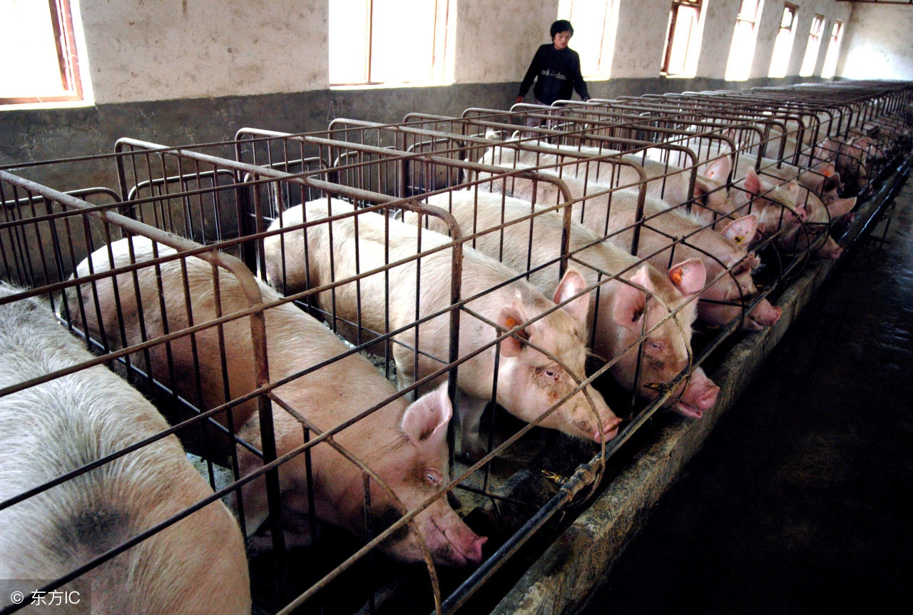 “非洲猪瘟”已蔓延至七省,养殖户小心提防,普通人又将如何?