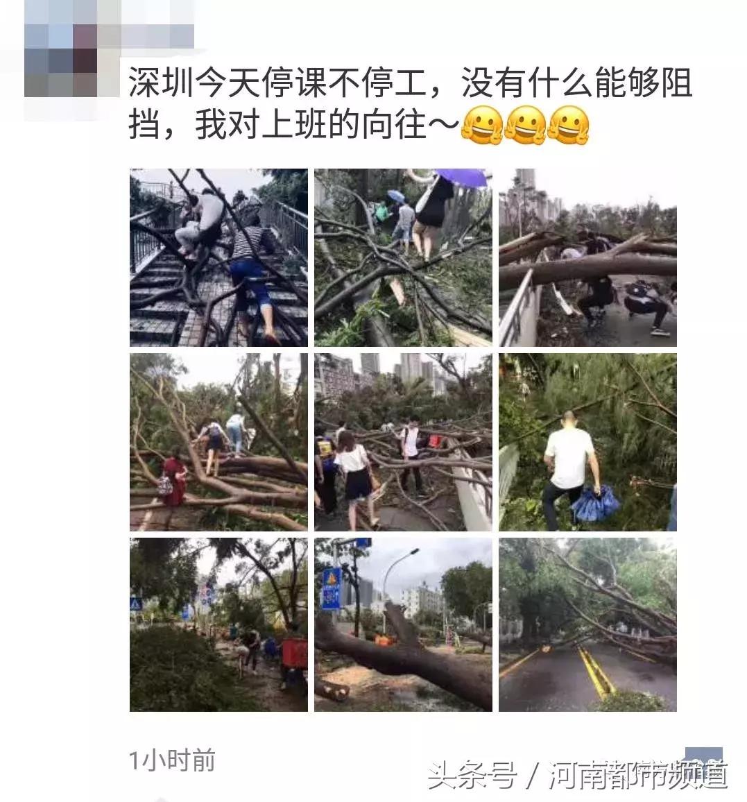 “山竹”过后首个工作日：广东人爬树都要去上班！