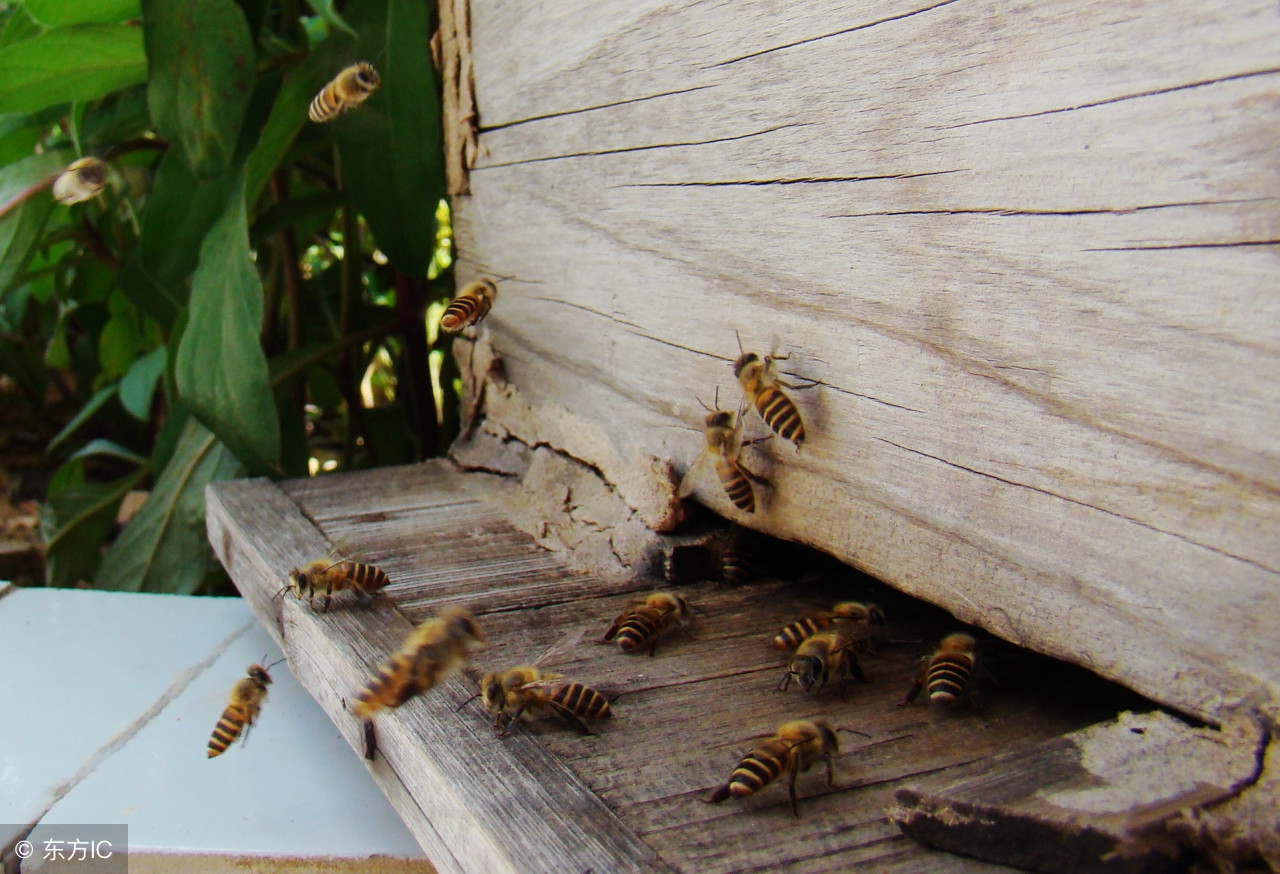 中蜂养殖：巢虫对蜂群危害症状以及防治方法