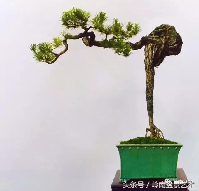 云中松——仰观天宇，俯察尘寰