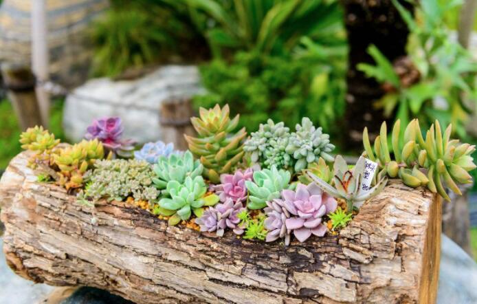 多肉植物怎么养不死根,多肉植物可以用木炭养吗