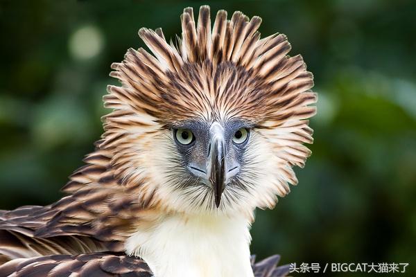 这种大鸟发如狮，猛如虎，特爱吃猴子，因太忠于爱情导致繁殖不畅