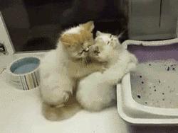 「蜀黍周趣闻」爆笑！收到2米多高代购清单的男子代购回来啦！