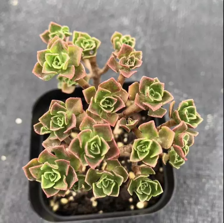 这个秋天，还在愁家里没有美肉吗？超高颜值的法师、冰梅等你来抢购！