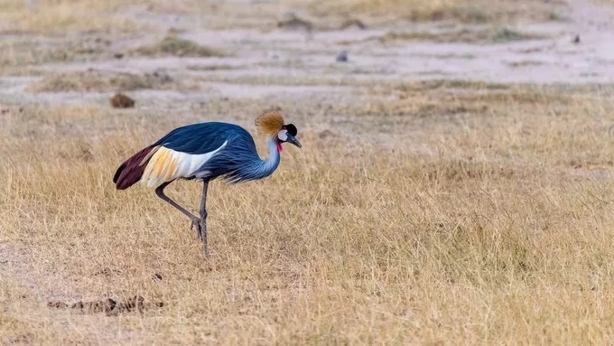 最恐怖的拍摄经历｜我在非洲被长颈鹿强吻了……