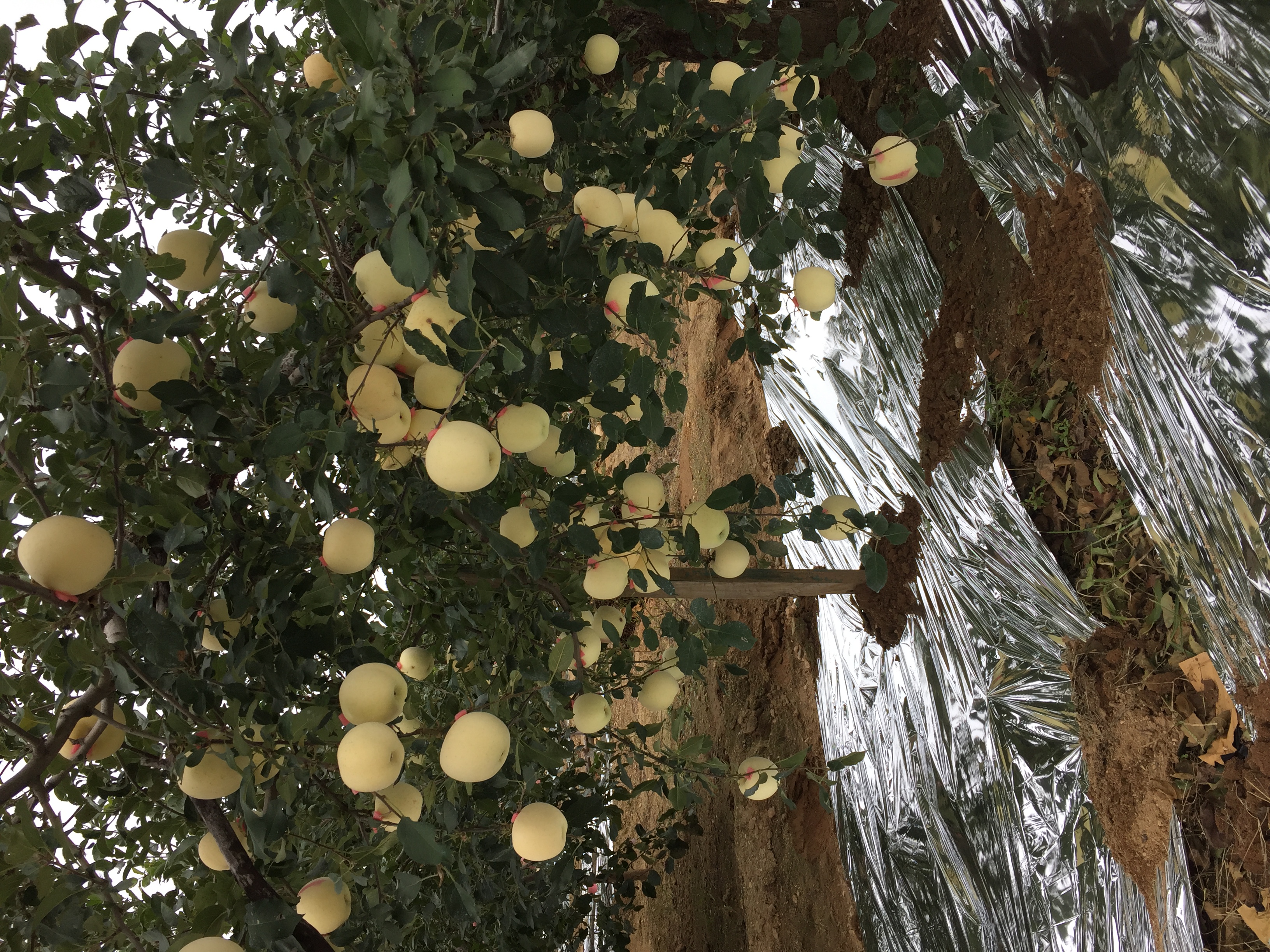 正宗烟台红富士是什么样的,怎么买到正宗的烟台红富士