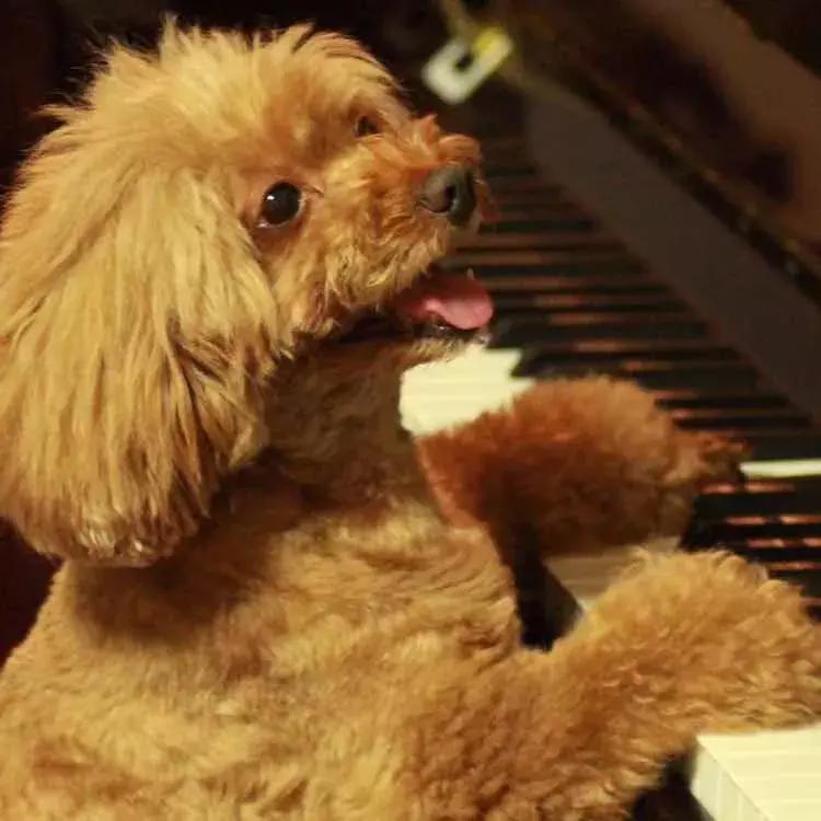 吐槽大会狗狗事件,吐槽大会泰迪犬