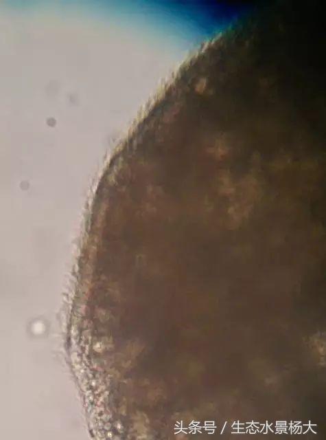 观赏鱼白点病严重吗,观赏鱼白点病一招解决