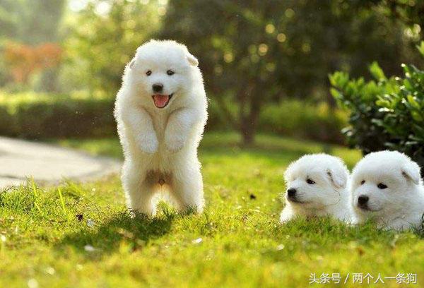 微笑天使萨摩耶图片,萨摩耶是怎么微笑的呢