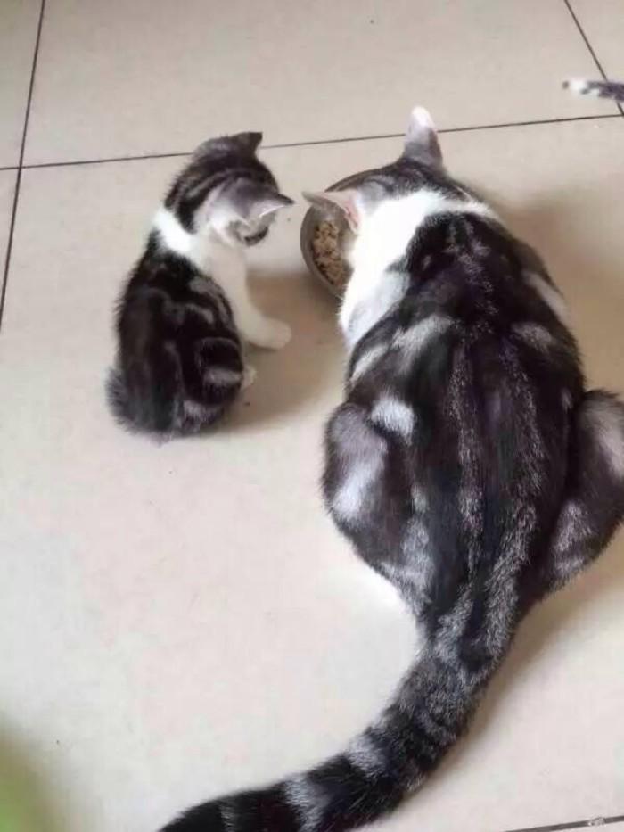 什么样的猫叫做起司猫,金渐层和起司猫是一个品种吗