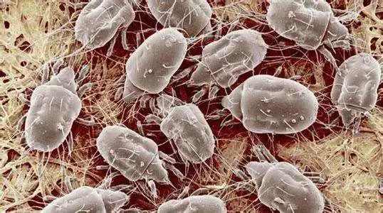 床上螨虫的繁殖速度,床上螨虫用杀螨剂管用吗