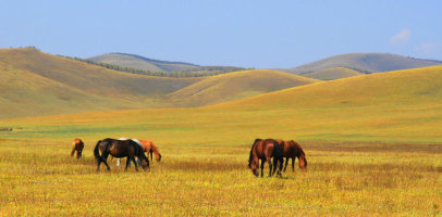 金秋坝上草原摄影,坝上秋天摄影攻略