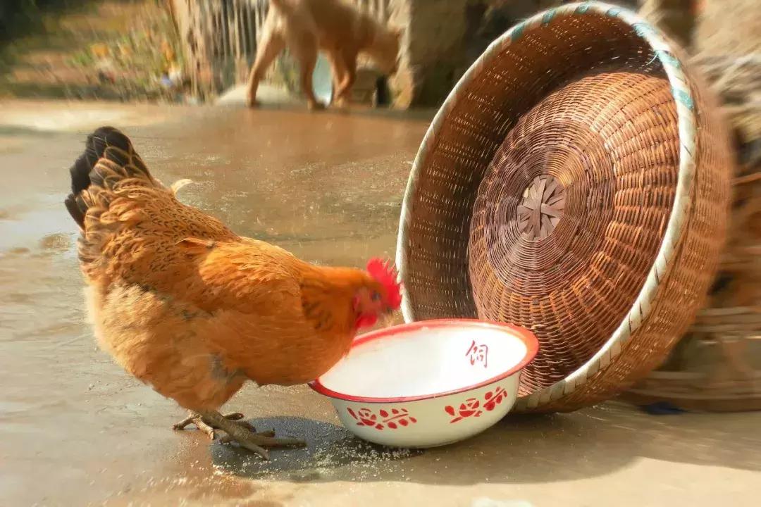 最不可思议的泡酒材料,十种最奇葩的泡酒