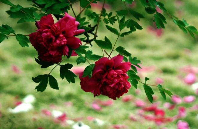 璇椾汉寮犵窘,寮犵窘姹熻タ