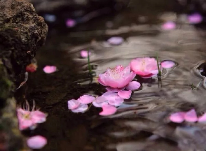 璇椾汉寮犵窘,寮犵窘姹熻タ