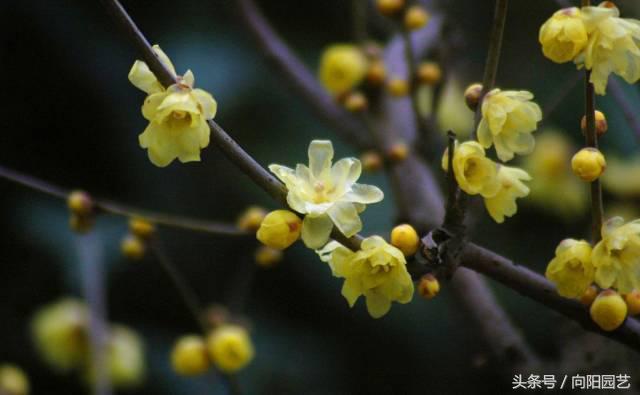 腊梅花是不是腊梅,腊梅花有哪些香味