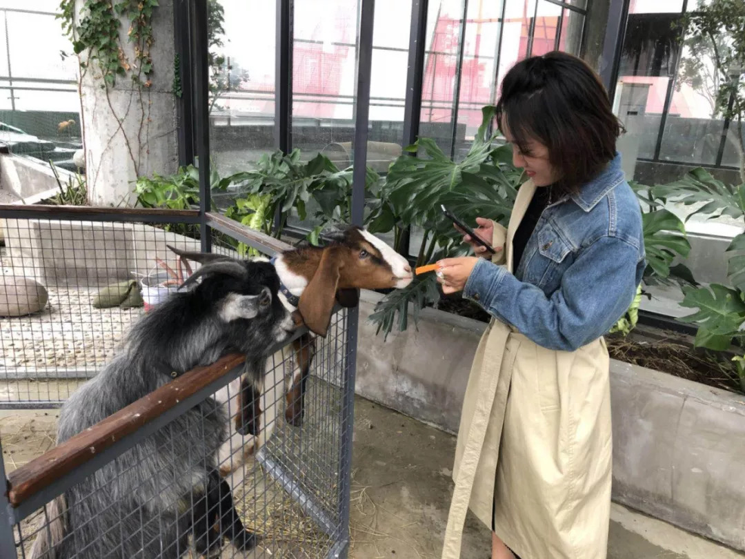 羊驼开门视频,羊驼出门迎接主人