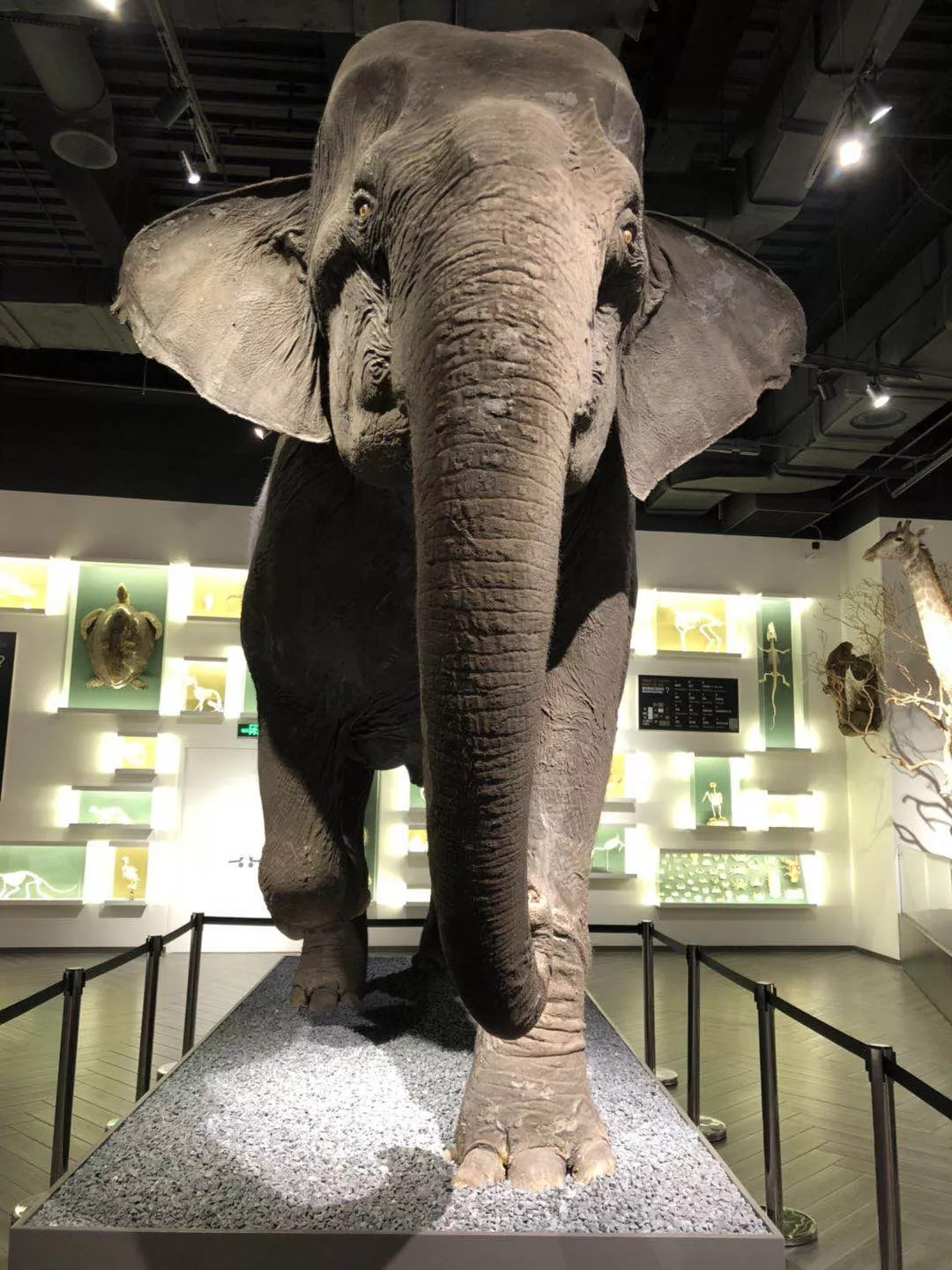 羊驼开门视频,羊驼出门迎接主人