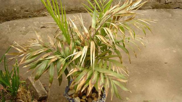 水培袖珍椰子叶尖发黄,袖珍椰子发黄怎么办