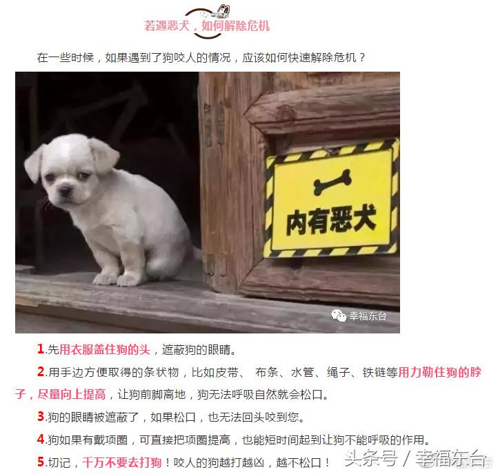 关于养犬致全体市民的一封公开信,通知给养犬居民的一封信请查收