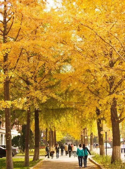 沈阳9月活动,沈阳秋季免费游玩