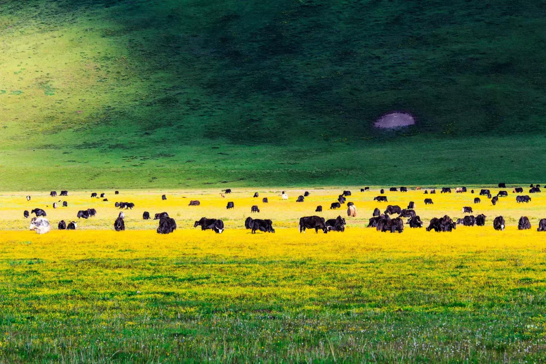 年宝玉则神山,年宝玉则天堂湖