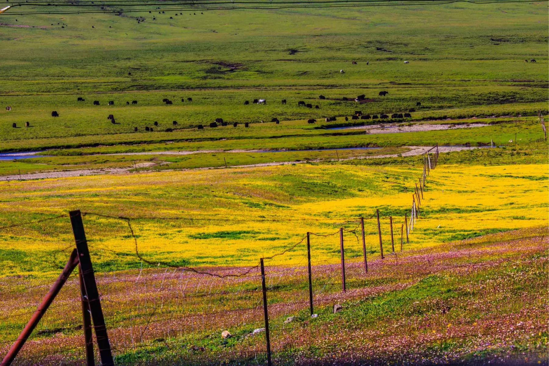 年宝玉则神山,年宝玉则天堂湖