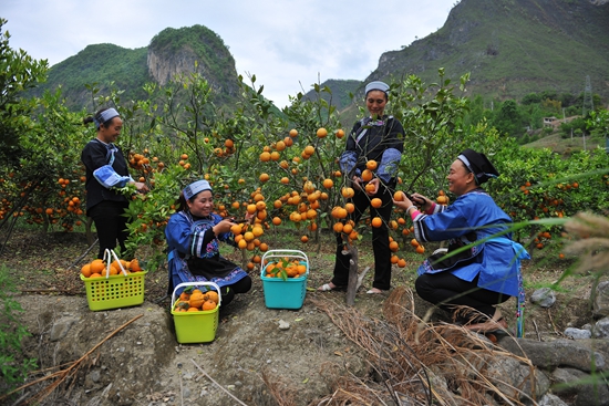 让我们走进美丽的紫云,最美的紫云花海