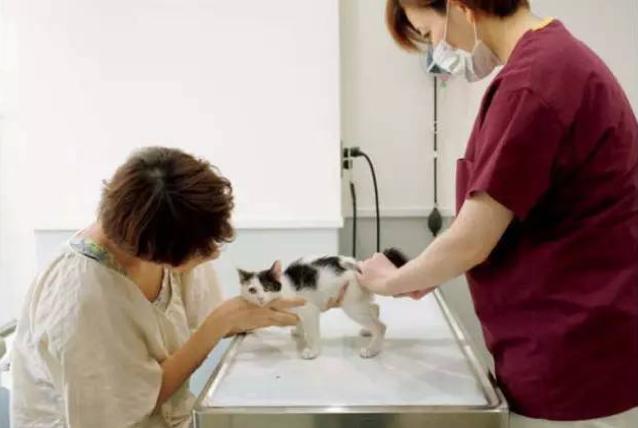 领养可以代替购物吗,领养与购买的方法