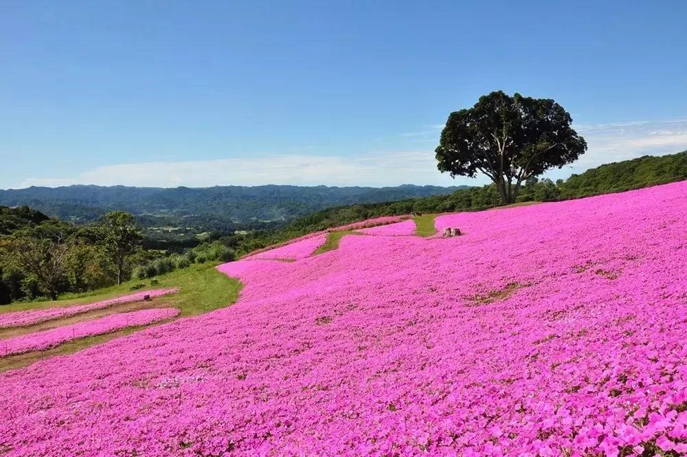 亲子牧场推荐,亲子牧场有哪些
