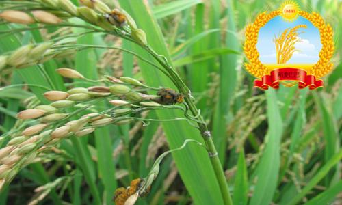 水稻稻曲病危害症状,水稻稻曲病的最佳防治时间