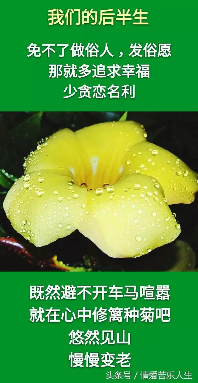 我们的后半生的美文,我们的后半生全集