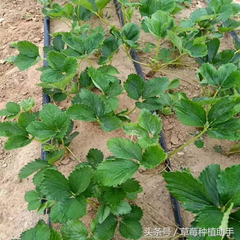 草莓苗种植的全程步骤详解,草莓苗种植方法谁都不知道