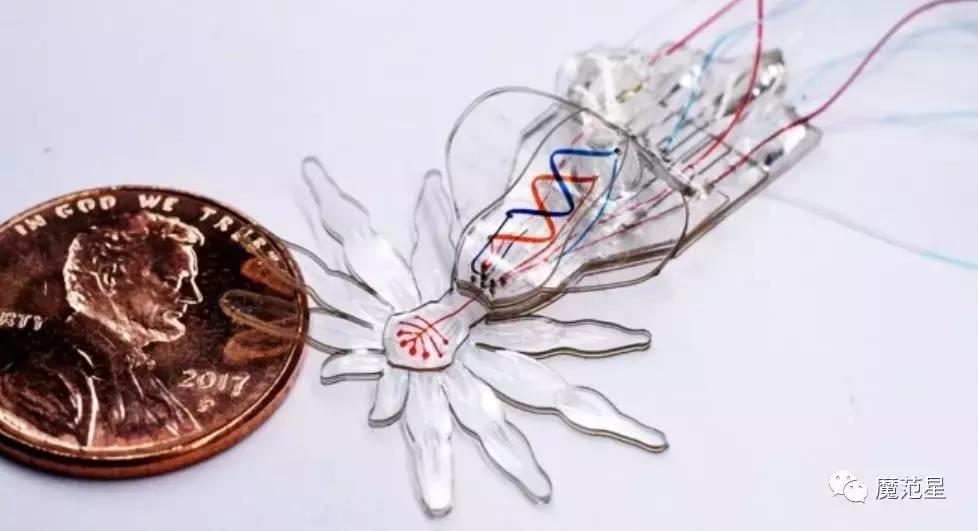 这是一只能进入你身体的“小蜘蛛”，要上演惊悚大片？！